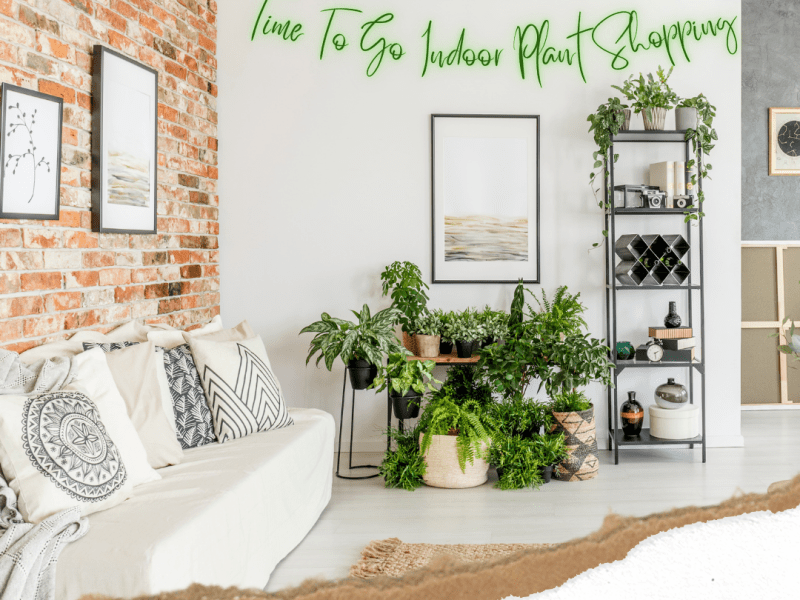 Time To Go Indoor Plant&nbsp;Shopping