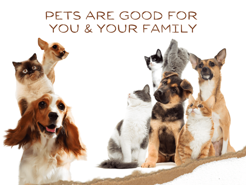 Pets Are Good For You And Your&nbsp;Family